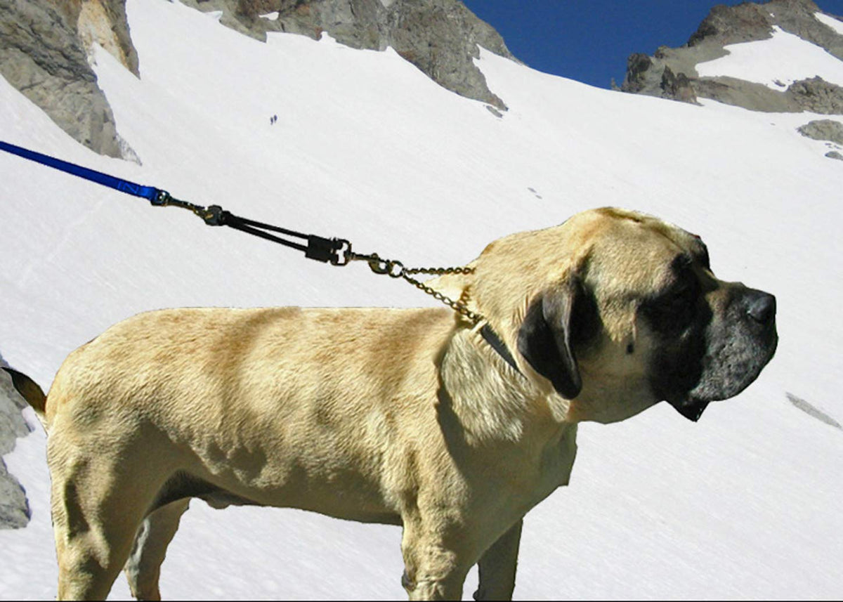 Bungee Dog Leash Extension O570